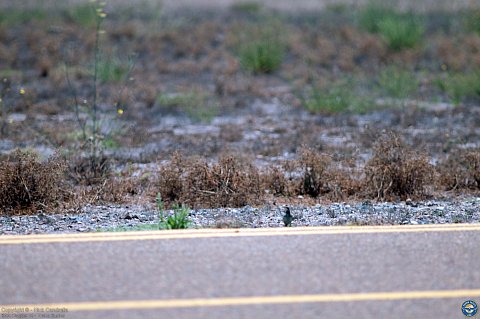 Young Eagles photo 4